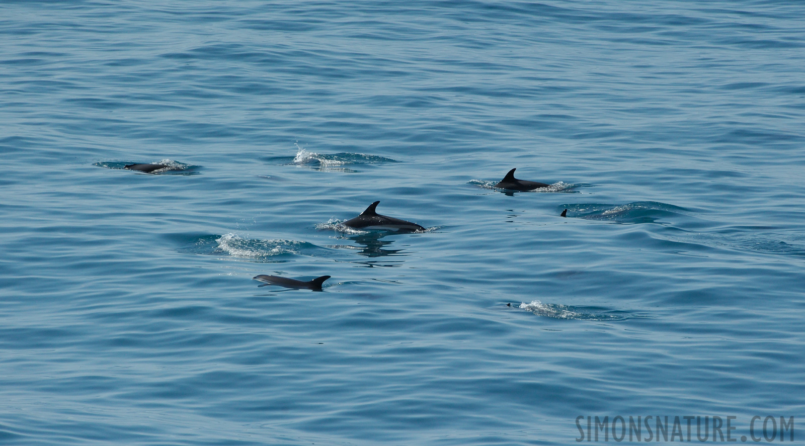 Lagenorhynchus acutus [300 mm, 1/5000 sec at f / 8.0, ISO 1600]